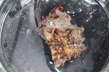 Media type: image;   Malacology 393771 Description: live specimen;